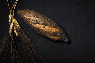 Top view view freshly baked baguette covered with poppy seeds near heap of wheat spikes placed on black background in studio - ADSF36609