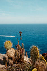 Cactus plants with sharp thorns growing on slope of rocky cliff above endless wavy sea against blue sky on sunny day in Mallorca - ADSF36619