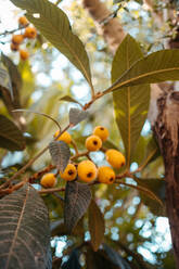 Von unten reife orangefarbene Mispelfrüchte, die an einem Baum mit üppigen grünen Blättern an einem sonnigen Tag in Mallorca wachsen - ADSF36637