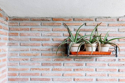 Frische Aloe-Vera-Pflanzen in ähnlichen Keramiktöpfen auf einem Regal, das an einer Ziegelwand auf der Terrasse eines Hauses im Tageslicht hängt - ADSF36709