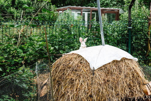 Adorable lustig neugierig weißen Kaninchen späht aus hinter Stapel von Heu in der Nähe von Zaun im Hinterhof des ländlichen Haus - ADSF36712