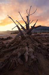 Dry tree on land against sky during sunset - ADSF36793