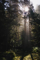 From below of tall green trees growing in woods with bright sun rays penetrating branches - ADSF36874