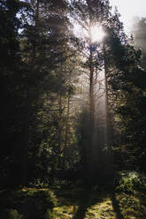 Von unten von hohen grünen Bäumen, die in Wäldern wachsen und deren Zweige von hellen Sonnenstrahlen durchdrungen werden - ADSF36874