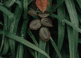 Von oben Nahaufnahme grünes Blatt in nassem Gras auf regnerischen Tag Sommer im Garten stecken - ADSF36907