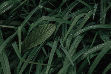 Von oben Nahaufnahme grünes Blatt in nassem Gras auf regnerischen Tag Sommer im Garten stecken - ADSF36908
