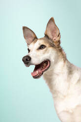 Studioaufnahme eines glücklichen erwachsenen Mischlingshundes, der mit einem Lächeln im Gesicht und herausgestreckter Zunge auf blauem Hintergrund sitzt - ADSF36910