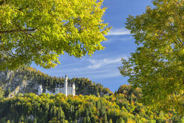 Neuschwanstein Castle, Schwangau, Allgau, Bavaria, Germany, Europe - RHPLF22826