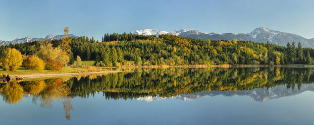 Allgäuer Alpen spiegelnd im Forggensee, Allgäu, Bayern, Deutschland, Europa - RHPLF22827