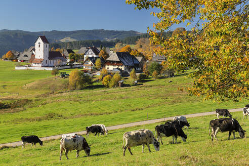 Lenzkirch-Saig im Herbst, Schwarzwald, Baden Württemberg, Deutschland, Europa - RHPLF22830