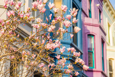 Kirschblüte in Notting Hill, London, England, Vereinigtes Königreich, Europa - RHPLF22910