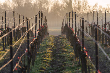 Sonnenuntergang in den Weinbergen von Franciacorta, Provinz Brescia, Region Lombardei, Italien, Europa - RHPLF22924