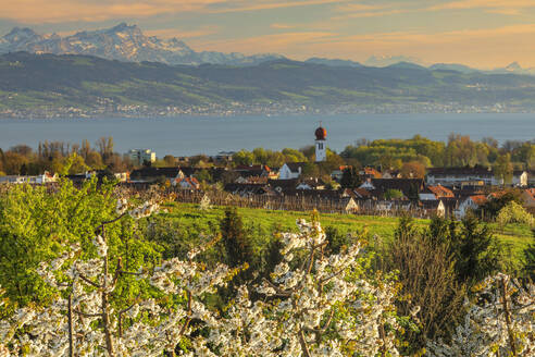 Blick über Kressbronn zum Bodensee und den Schweizer Alpen bei Santis, 2502m, Oberschwaben, Baden-Württemberg, Deutschland, Europa - RHPLF22993