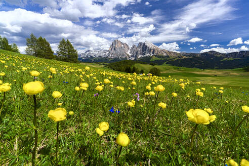 Globeflowers (Trollius), Hahnenfußgewächse, in Blüte auf den grünen Wiesen am Fuße des Langkofels und des Langkofels, Seiser Alm, Dolomiten, Südtirol, Italien, Europa - RHPLF23002