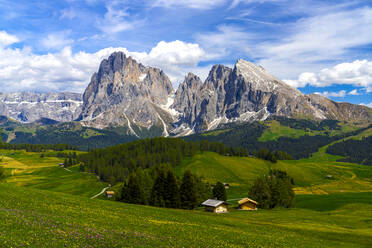 Hütten auf den blühenden Frühlingswiesen der Seiser Alm mit Langkofel und Langkofel im Hintergrund, Dolomiten, Südtirol, Italien, Europa - RHPLF23005