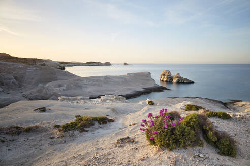 Frühlingsblumen am Strand von Sarakiniko, Insel Milos, Kykladen, Griechische Inseln, Griechenland, Europa - RHPLF23083