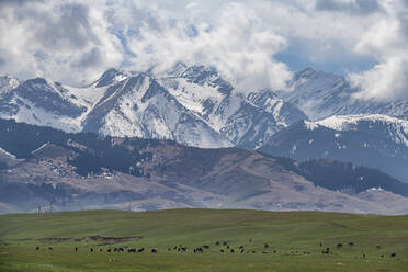 Cow herd in front of the Kolsay Lakes National Park, Tian Shan mountains, Kazakhstan, Central Asia, Asia - RHPLF23125