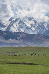 Kuhherde vor dem Kolsay-Seen-Nationalpark, Tian-Shan-Gebirge, Kasachstan, Zentralasien, Asien - RHPLF23126