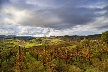 Hügel und Weinberge von Oltre Po Pavese im Herbst, Nördlicher Apennin, Pavia, Lombardei, Italien, Europa - RHPLF23157