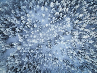Luftaufnahme von oben auf schneebedeckte Bäume im Winter in Norrbotten, Schweden. - AAEF15526