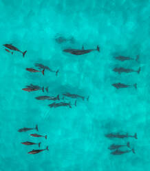 Aerial view of a dolphins swimming in the ocean along the coast, Yallingup, Western Australia, Australia. - AAEF15670