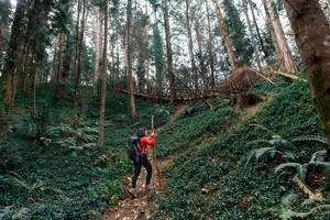 Rückenansicht einer anonymen Brünetten mit Rucksack und Stock, die den Wald bewundert, während sie am Wochenende durch einen Nadelwald reist - ADSF37049