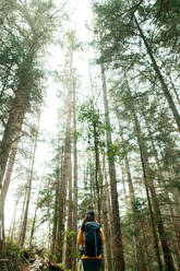 Back view of anonymous brunette with backpack walking through coniferous woodland in weekend - ADSF37055