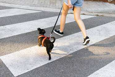 Crop weiblich in Denim-Shorts zu Fuß entlang Zebrastreifen mit niedlichen schwarzen Welpen an der Leine - ADSF37156