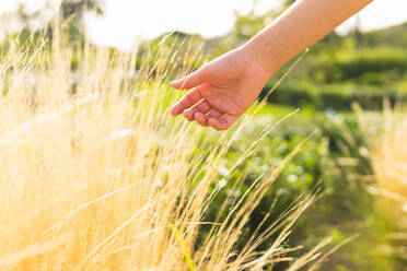 Crop anonymous person touching dried plant in countryside with green bushes on sunny summer day against blurred background - ADSF37174
