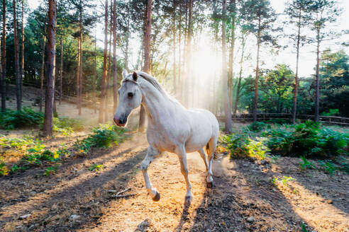 Picturesque scenery of wild white horse pasturing in green field against coniferous forest under bright sun rays penetrating branches of tall trees - ADSF37301