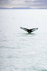 Schwanz eines Buckelwals schwimmt unter Wasser der wellenförmigen Ozean gegen bewölkten Himmel in Island - ADSF37323
