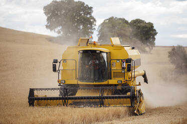 Industrieller gelber Mähdrescher, der Getreide mit Metallhaspel in einem landwirtschaftlichen Feld mit Bäumen auf dem Lande an einem Sommertag einsammelt - ADSF37365
