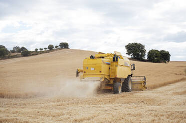 Industrieller gelber Mähdrescher, der Getreide mit Metallhaspel in einem landwirtschaftlichen Feld mit Bäumen auf dem Lande an einem Sommertag einsammelt - ADSF37366