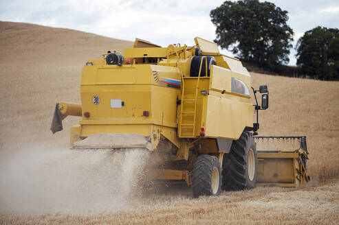 Industrieller gelber Mähdrescher, der Getreide mit Metallhaspel in einem landwirtschaftlichen Feld mit Bäumen auf dem Lande an einem Sommertag einsammelt - ADSF37367