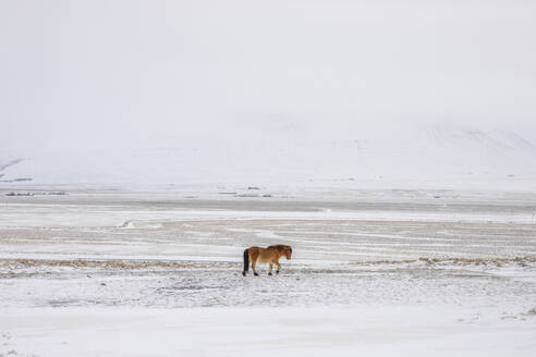 Entferntes isländisches Pferd beim Weiden auf einer verschneiten Wiese im isländischen Hochland an einem Wintertag - ADSF37390