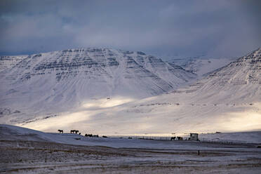 Pferdeherde beim Weiden auf einer verschneiten Wiese im isländischen Hochland an einem Wintertag - ADSF37391