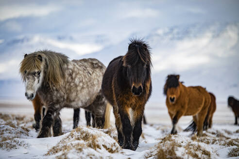 Herde isländischer Pferde beim Weiden auf einer verschneiten Wiese im isländischen Hochland an einem Wintertag - ADSF37395