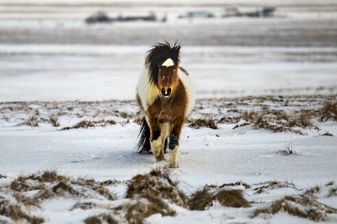 Islandpferd beim Weiden auf einer verschneiten Wiese im Hochland von Island an einem Wintertag - ADSF37396