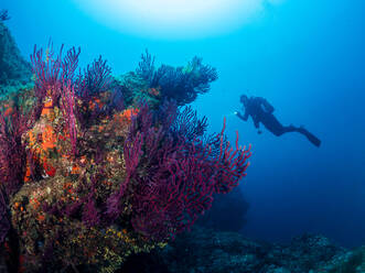 Unrecognizable professional diver in wetsuits and flippers swimming near rough stony formation with uneven surface in deep blue sea with clear water - ADSF37476