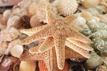 Close-up of starfish and shells - TETF01731