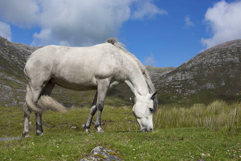 Weißes Pferd grasend auf Wiese an sonnigem Tag - FCF02078