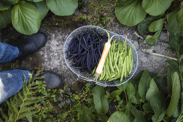 Korb mit frisch geernteten grünen und violetten Bohnen - EVGF04081