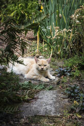 Domestic cat relaxing in garden - EVGF04082