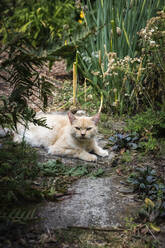 Hauskatze entspannt sich im Garten - EVGF04082