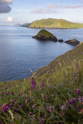 Irland, Küstenlinie der Dingle-Halbinsel mit blühenden Wildblumen im Vordergrund - FCF02092
