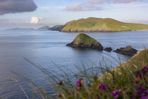 Irland, Küstenlinie der Dingle-Halbinsel mit blühenden Wildblumen im Vordergrund - FCF02093