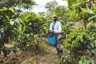 Male farmer in face mask picking ripe berries from green coffee shrub growing on vast agricultural plantation in Quindio Department of Colombia - ADSF37568