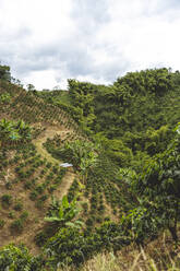 Hillside with green shrubs and tropical plants on coffee plantation in Quindio Department in Colombia - ADSF37572