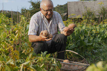 Älterer Mann mit Kartoffeln bei Pflanzen im Hinterhof hockend - OSF00876