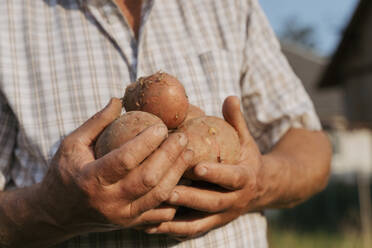 Älterer Landwirt mit rohen Kartoffeln in der Hand an einem sonnigen Tag - OSF00883